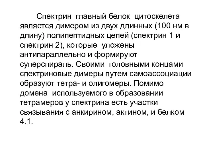 Спектрин главный белок цитоскелета является димером из двух длинных (100 нм