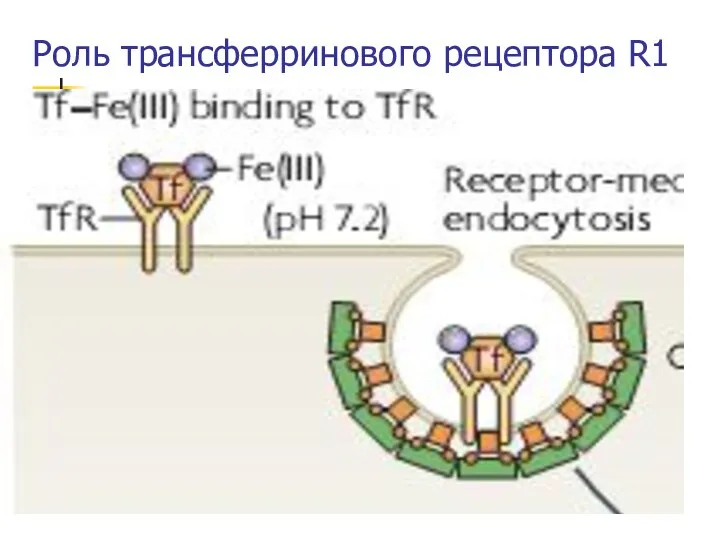 * Роль трансферринового рецептора R1