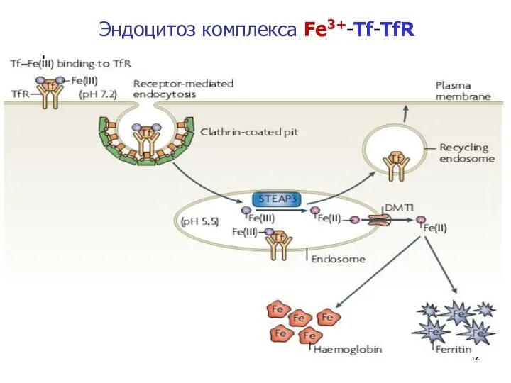 * Эндоцитоз комплекса Fe3+-Tf-TfR