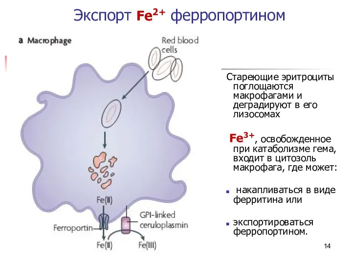 * Экспорт Fe2+ ферропортином Стареющие эритроциты поглощаются макрофагами и деградируют в