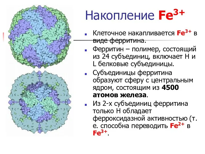 Накопление Fe3+ Клеточное накапливается Fe3+ в виде ферритина. Ферритин – полимер,