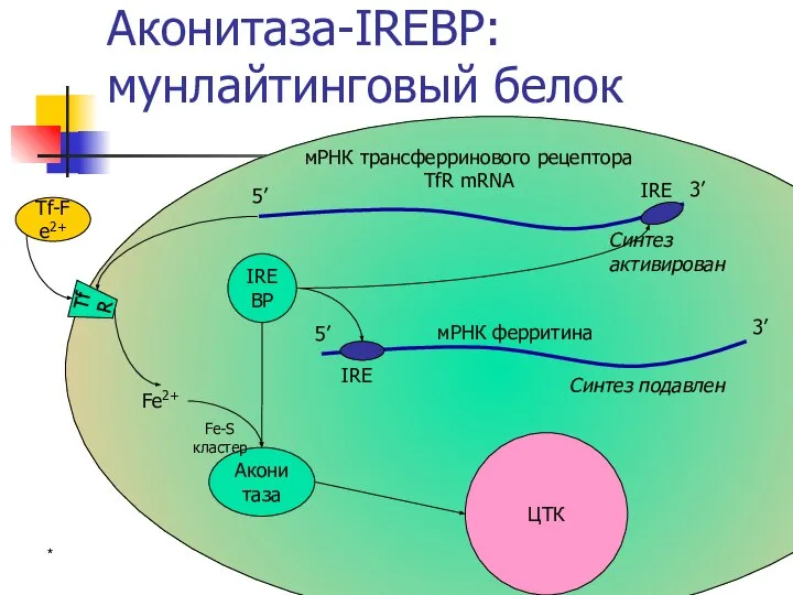 * Аконитаза-IREBP: мунлайтинговый белок IREBP Аконитаза 5’ 3’ мРНК трансферринового рецептора