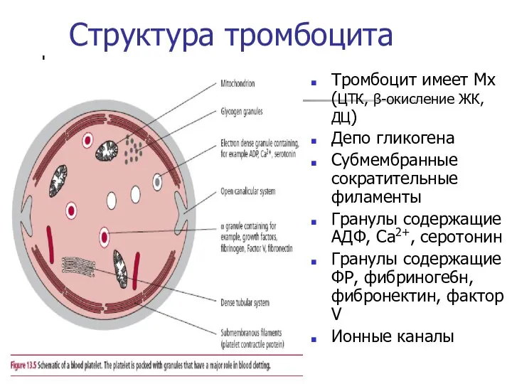 Структура тромбоцита Тромбоцит имеет Мх (ЦТК, β-окисление ЖК, ДЦ) Депо гликогена