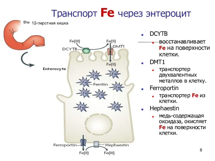 * Транспорт Fe через энтероцит DCYTB восстанавливает Fe на поверхности клетки.
