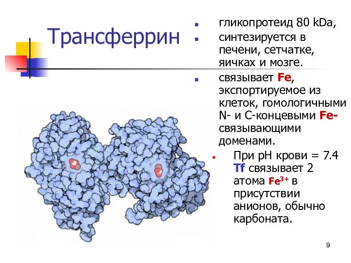 * Трансферрин гликопротеид 80 kDa, синтезируется в печени, сетчатке, яичках и