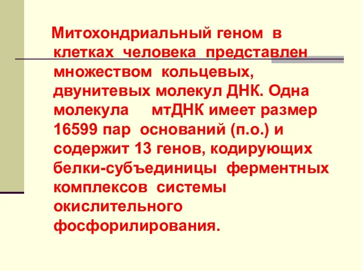 Митохондриальный геном в клетках человека представлен множеством кольцевых, двунитевых молекул ДНК.