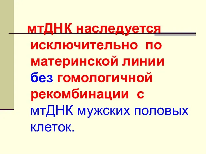 мтДНК наследуется исключительно по материнской линии без гомологичной рекомбинации с мтДНК мужских половых клеток.