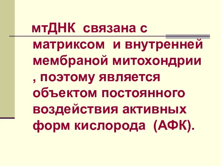 мтДНК связана с матриксом и внутренней мембраной митохондрии , поэтому является