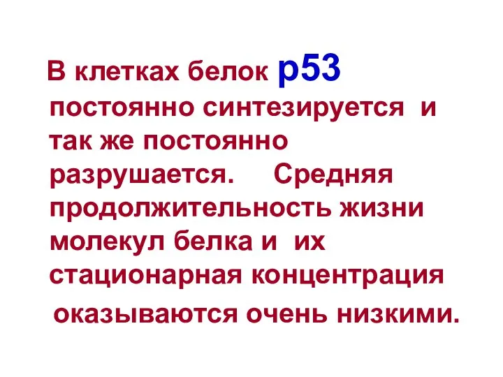 В клетках белок р53 постоянно синтезируется и так же постоянно разрушается.