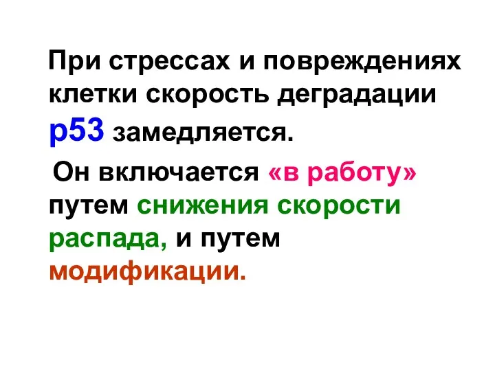 При стрессах и повреждениях клетки скорость деградации р53 замедляется. Он включается