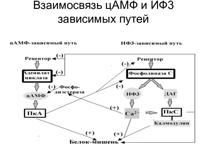 Взаимосвязь цАМФ и ИФ3 зависимых путей