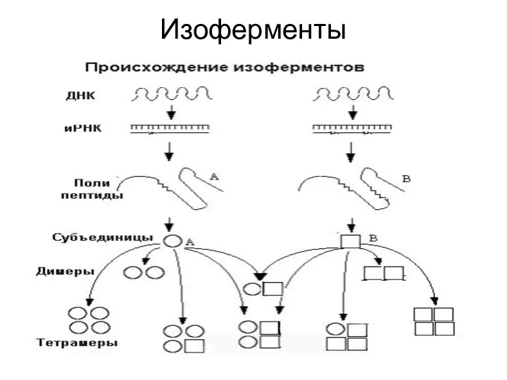 Изоферменты