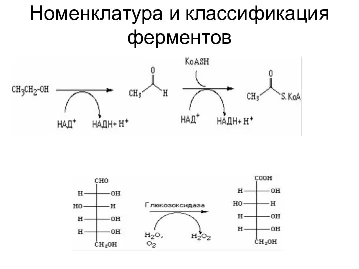 Номенклатура и классификация ферментов