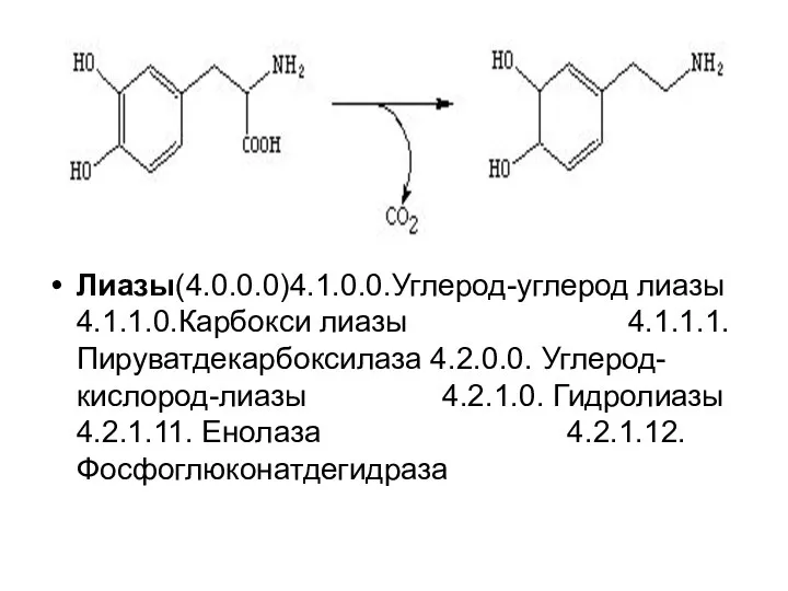 Лиазы(4.0.0.0)4.1.0.0.Углерод-углерод лиазы 4.1.1.0.Карбокси лиазы 4.1.1.1. Пируватдекарбоксилаза 4.2.0.0. Углерод-кислород-лиазы 4.2.1.0. Гидролиазы 4.2.1.11. Енолаза 4.2.1.12. Фосфоглюконатдегидраза