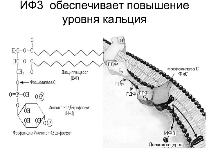 ИФ3 обеспечивает повышение уровня кальция