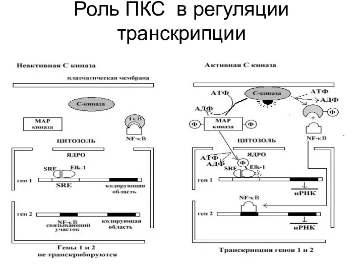 Роль ПКС в регуляции транскрипции