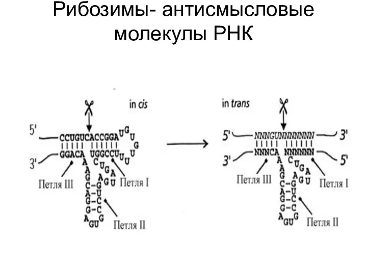 Рибозимы- антисмысловые молекулы РНК