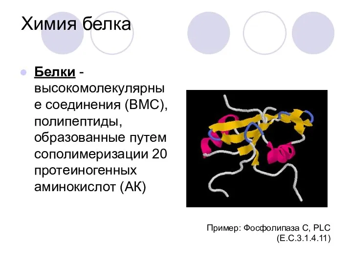 Химия белка Белки - высокомолекулярные соединения (ВМС), полипептиды, образованные путем сополимеризации