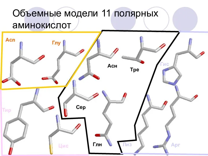 Объемные модели 11 полярных аминокислот Асп Глу Тир Цис Арг Лиз Гис Сер Асн Глн