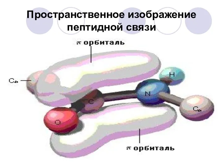 Пространственное изображение пептидной связи