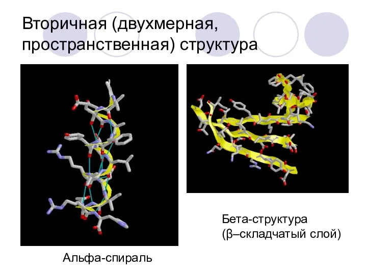 Вторичная (двухмерная, пространственная) структура Альфа-спираль Бета-структура (β–складчатый слой)