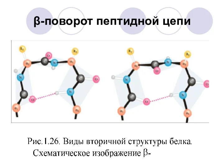 β-поворот пептидной цепи