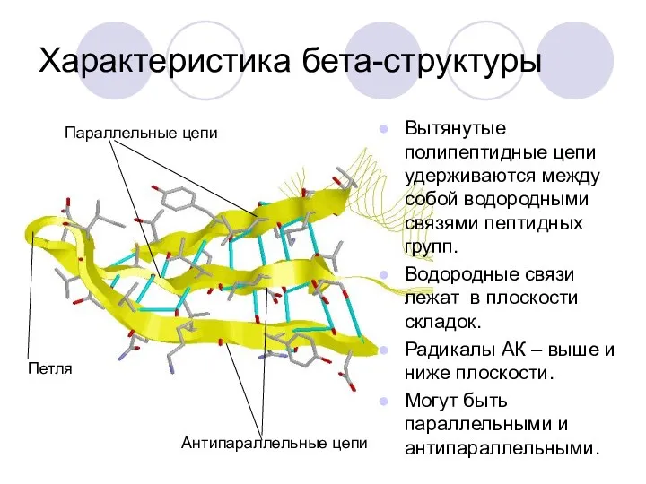 Характеристика бета-структуры Вытянутые полипептидные цепи удерживаются между собой водородными связями пептидных