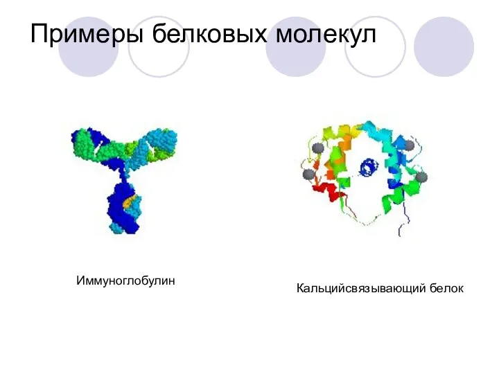 Примеры белковых молекул Иммуноглобулин Кальцийсвязывающий белок