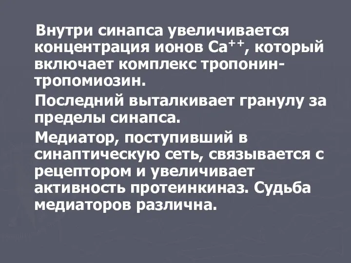 Внутри синапса увеличивается концентрация ионов Са++, который включает комплекс тропонин- тропомиозин.