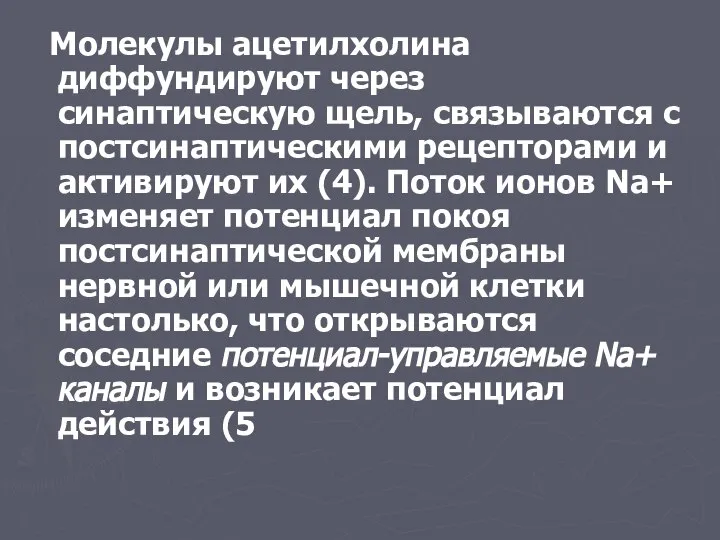 Молекулы ацетилхолина диффундируют через синаптическую щель, связываются с постсинаптическими рецепторами и