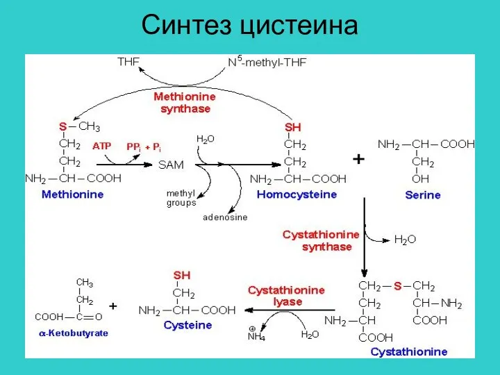 Синтез цистеина