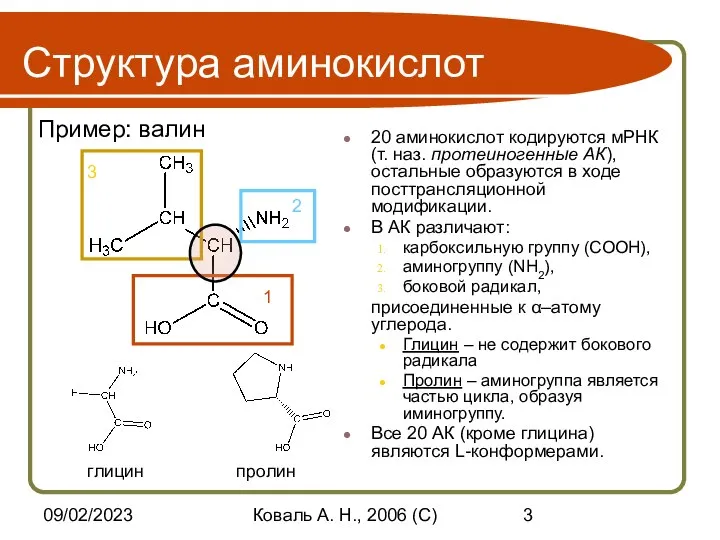 09/02/2023 Коваль А. Н., 2006 (C) Структура аминокислот 20 аминокислот кодируются