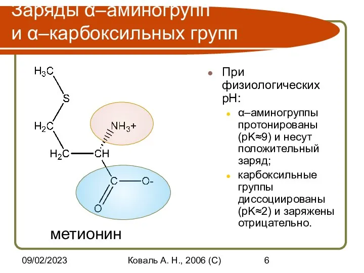 09/02/2023 Коваль А. Н., 2006 (C) Заряды α–аминогрупп и α–карбоксильных групп