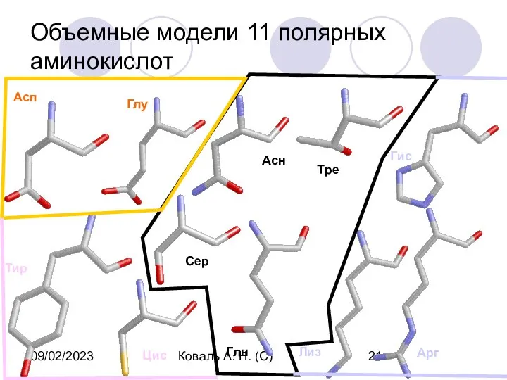 09/02/2023 Коваль А. Н. (С) Объемные модели 11 полярных аминокислот Асп