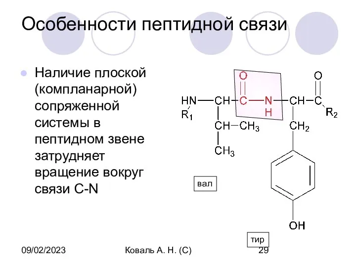 09/02/2023 Коваль А. Н. (С) Особенности пептидной связи Наличие плоской (компланарной)