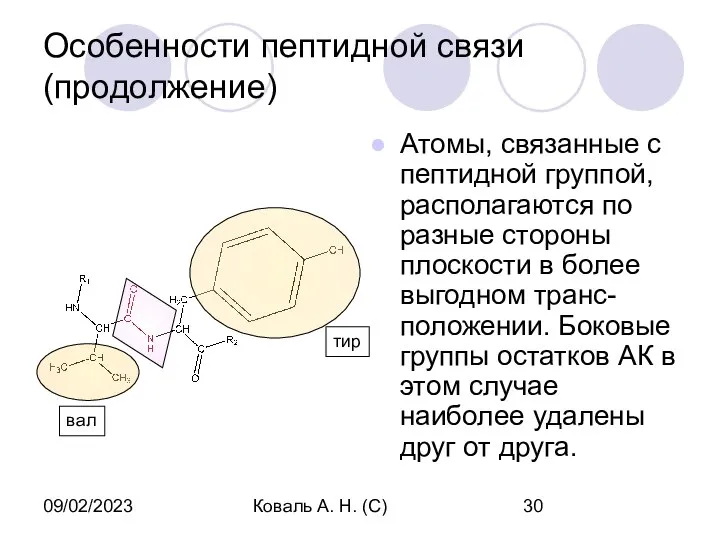 09/02/2023 Коваль А. Н. (С) Особенности пептидной связи (продолжение) Атомы, связанные