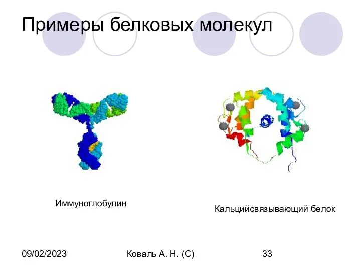 09/02/2023 Коваль А. Н. (С) Примеры белковых молекул Иммуноглобулин Кальцийсвязывающий белок