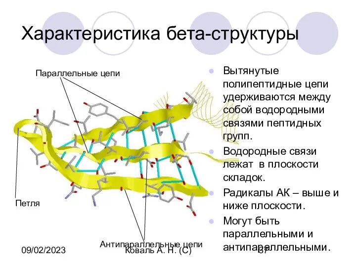 09/02/2023 Коваль А. Н. (С) Характеристика бета-структуры Вытянутые полипептидные цепи удерживаются