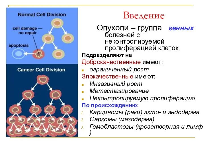 Введение Опухоли – группа генных болезней с неконтролируемой пролиферацией клеток Подразделяют