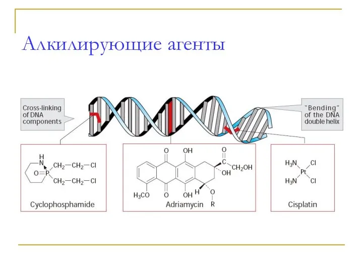 Алкилирующие агенты