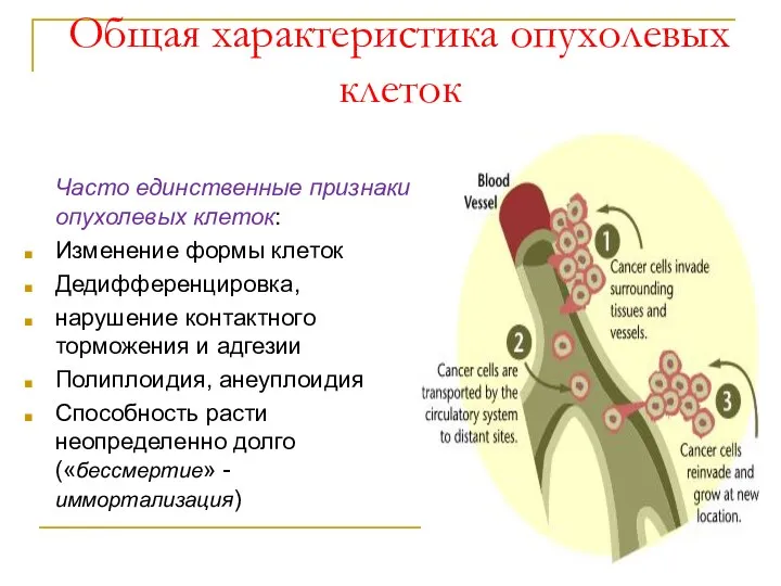 Общая характеристика опухолевых клеток Часто единственные признаки опухолевых клеток: Изменение формы