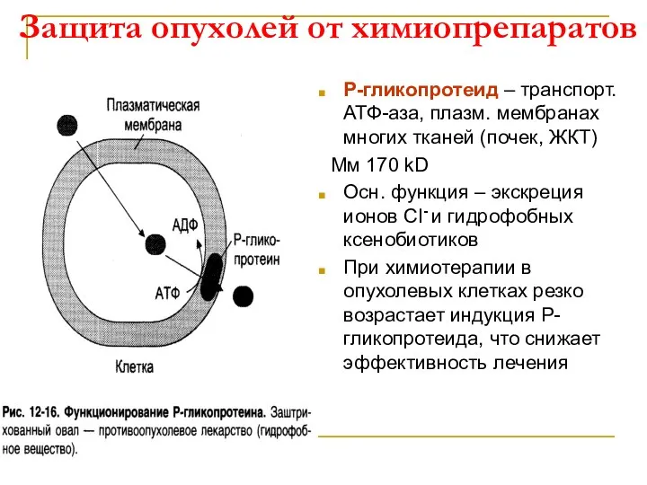 Защита опухолей от химиопрепаратов Р-гликопротеид – транспорт. АТФ-аза, плазм. мембранах многих