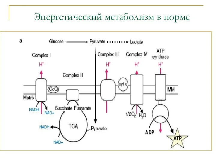 Энергетический метаболизм в норме