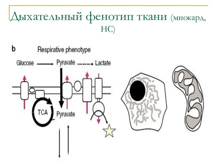 Дыхательный фенотип ткани (миокард, НС)