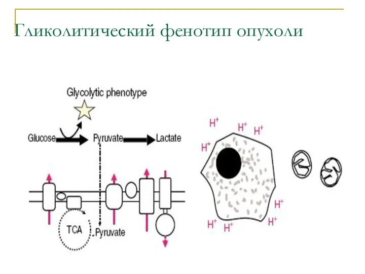 Гликолитический фенотип опухоли