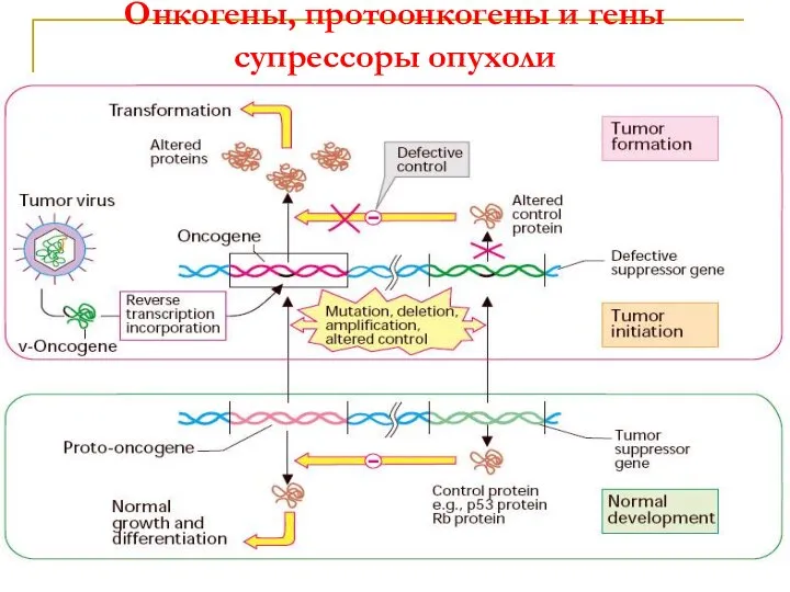 Онкогены, протоонкогены и гены супрессоры опухоли