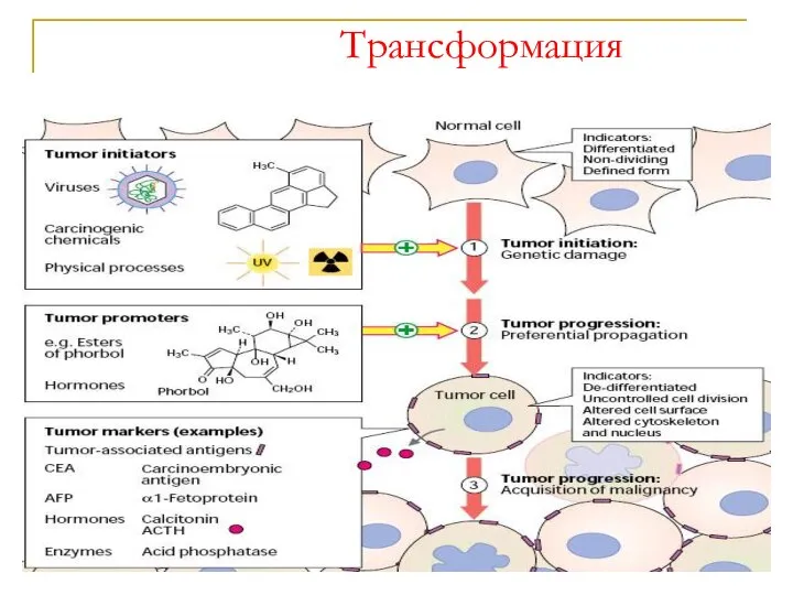 Трансформация