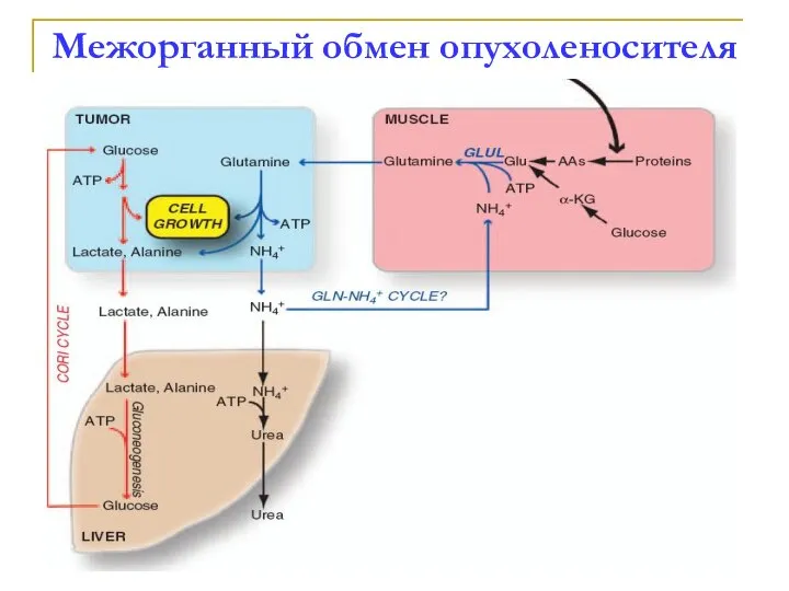 Межорганный обмен опухоленосителя