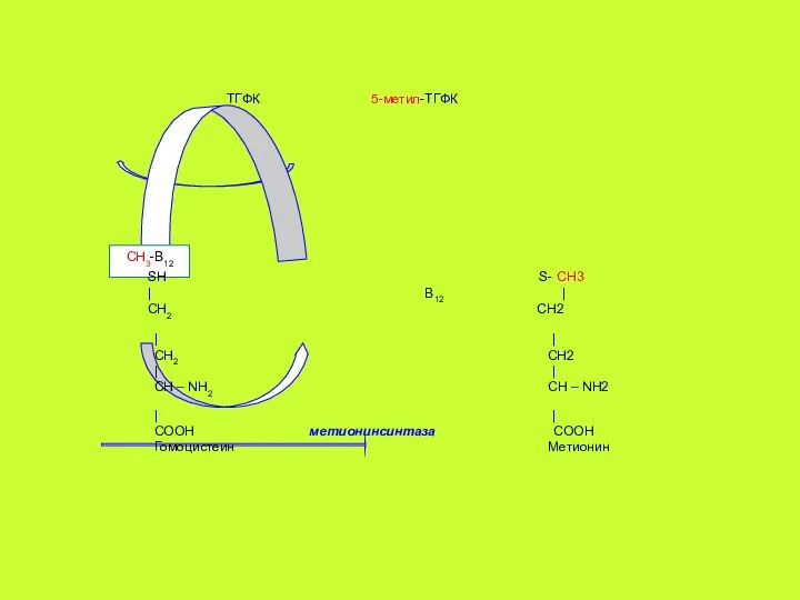 CH3-B12 ТГФК 5-метил-ТГФК SH S- CH3 | В12 | CH2 CH2