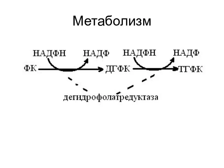 Метаболизм